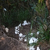Plants: image 41 Of 208 Thumb